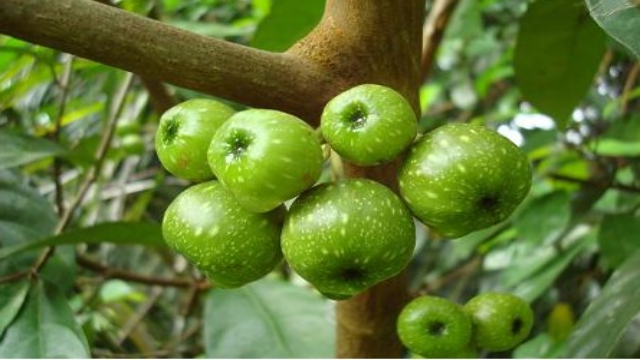 8 Manfaat Buah Loa untuk Kesehatan